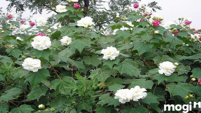 Về nhà mới không nên cắm hoa gì - Hoa Phù Dung cũng cần tránh