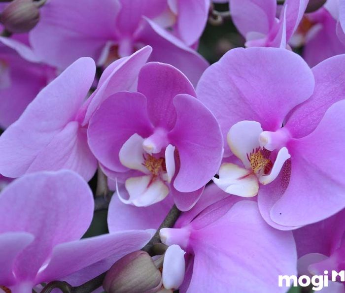 Về nhà mới nên cắm hoa gì - Hoa Phong Lan không phải là sự lựa chọn phù hợp