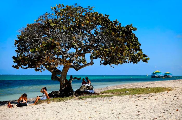 Prior to the pandemic, the dive center in Playa Santa Lucía attracted shark enthusiasts from across the globe.