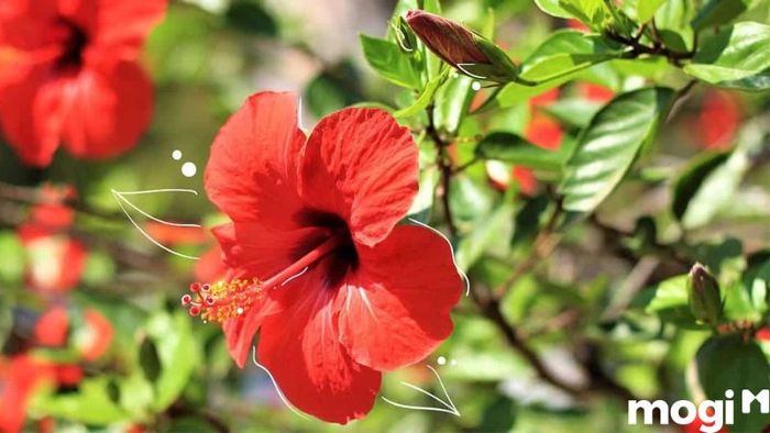 Về nhà mới không nên cắm hoa gì - Hoa Râm Bụt không phải là lựa chọn phù hợp