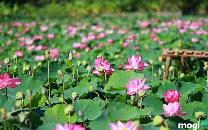 Cánh đồng sen Tháp Mười là một điểm đến tuyệt vời cho những ai yêu thích vẻ đẹp thiên nhiên hoang sơ và bình dị.