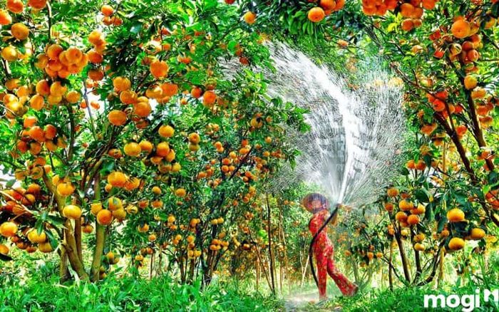 Địa điểm du lịch Đồng Tháp – Khám phá những khu vườn trái cây đặc sản của Đồng Tháp.