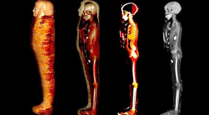 CT imaging was utilized to digitally reveal the mummified remains without opening them.