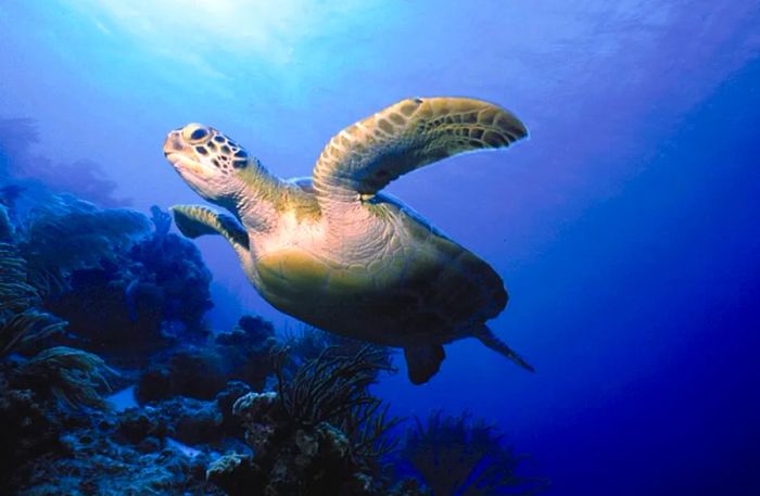 Bonaire is a paradise for scuba diving enthusiasts, offering incredible marine life to explore.