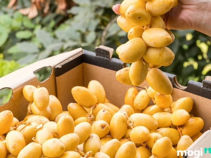vườn chà là sa đéc