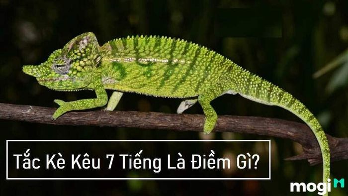 Tiếng kêu 7 giờ của cắc kè là tín hiệu đã cho chúng ta thấy bạn phải thay cho thay đổi chủ yếu bản thân.