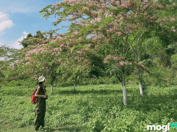 Rừng Nam Cát Tiên