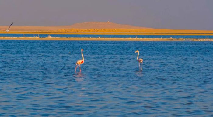 Lake Qarun attracts birdwatchers with its rich diversity of 88 bird species, including graceful flamingos.