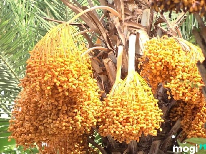 vườn chà là sa đéc