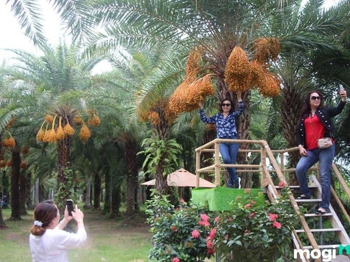 vườn chà là sa đéc