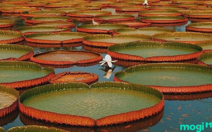 Địa điểm du lịch Đồng Tháp – Tham quan khu di tích chùa Phước Kiển, nơi kết hợp giữa văn hóa và thiên nhiên tuyệt đẹp.