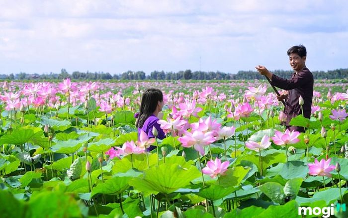 Đồng Tháp là điểm đến lý tưởng vào mùa khô.