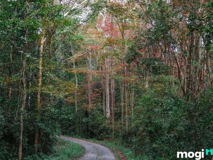 Khám Phá Rừng Nam Cát Tiên - Một Thiên Đường Thiên Nhiên Đặc Biệt