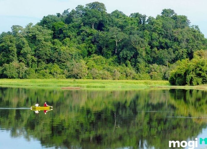 Khám Phá Thảm Thực Vật Tại Rừng Nam Cát Tiên - Nơi Tập Trung Những Loài Cây Quý