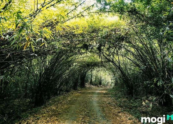 Vườn Quốc Gia Nam Cát Tiên - Khu Bảo Tồn Thiên Nhiên Tuyệt Vời