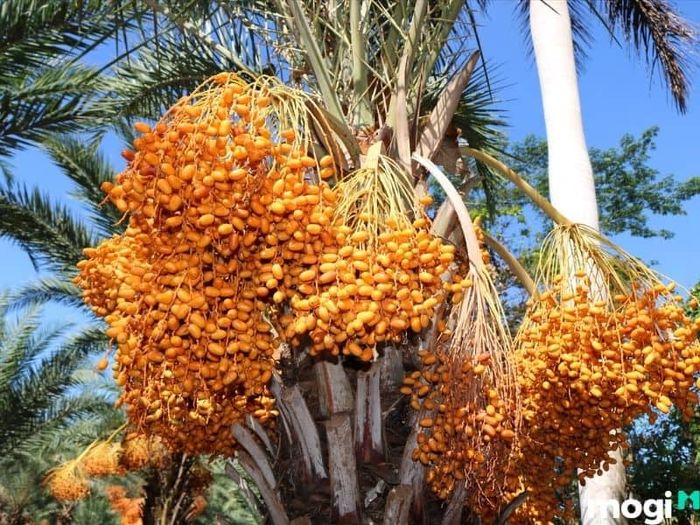 vườn chà là sa đéc