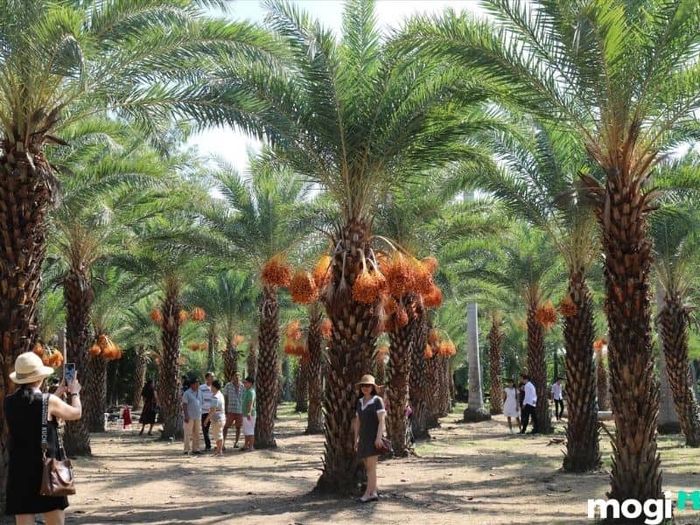 vườn chà là sa đéc