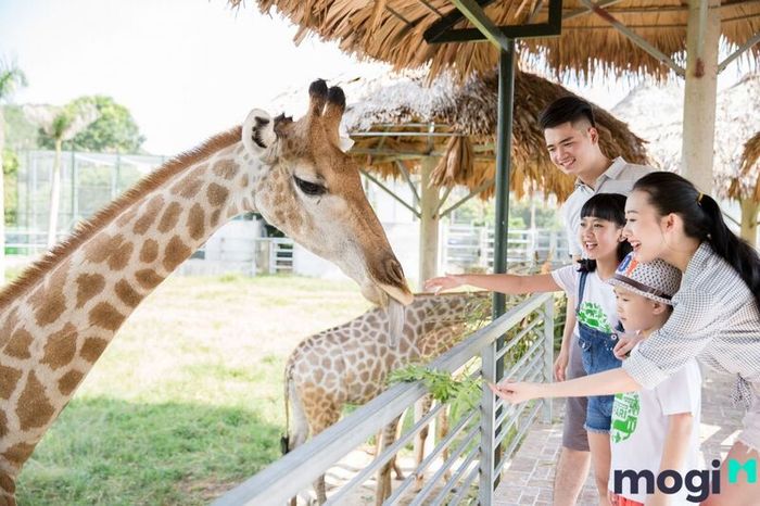Khám phá vườn thú Mini Zoo