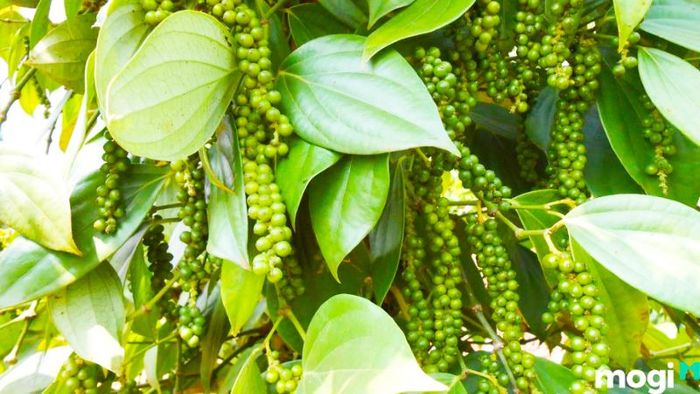 Vườn tiêu Phú Quốc