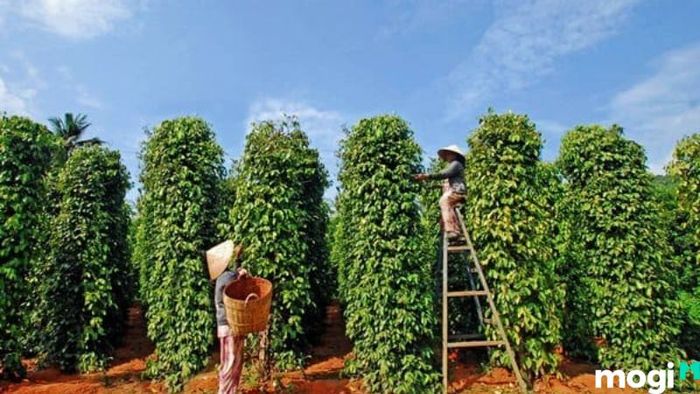 Vườn tiêu Phú Quốc
