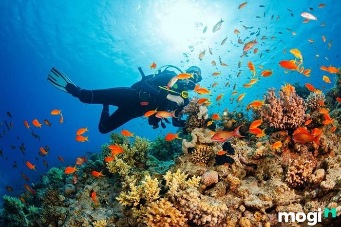 Trải nghiệm ngắm nhìn các rặng san hô dưới biển