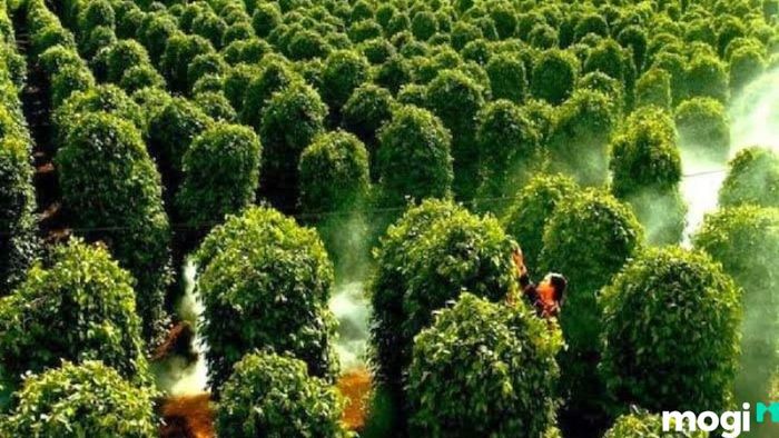 Vườn tiêu Phú Quốc