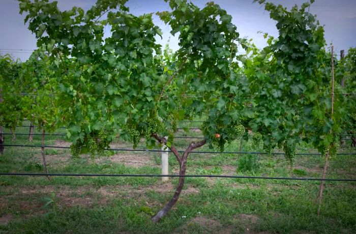 The vineyards of Chateau Mukhrani are located just a 25-minute drive from Tbilisi.