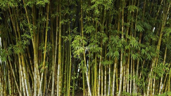Cây tre đã trở thành một phần không thể thiếu trong đời sống người Việt, từ lâu đã được trân trọng vì giá trị kinh tế và văn hóa của nó.