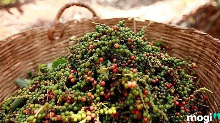 Vườn tiêu Phú Quốc