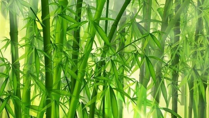 Trong phong thủy, cây tre giúp gia chủ thu hút tài lộc, mang lại vận may và sự thịnh vượng trong cuộc sống.