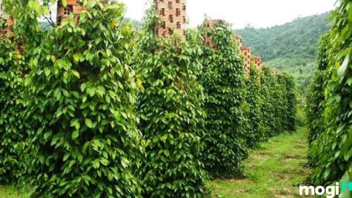 Vườn tiêu Phú Quốc