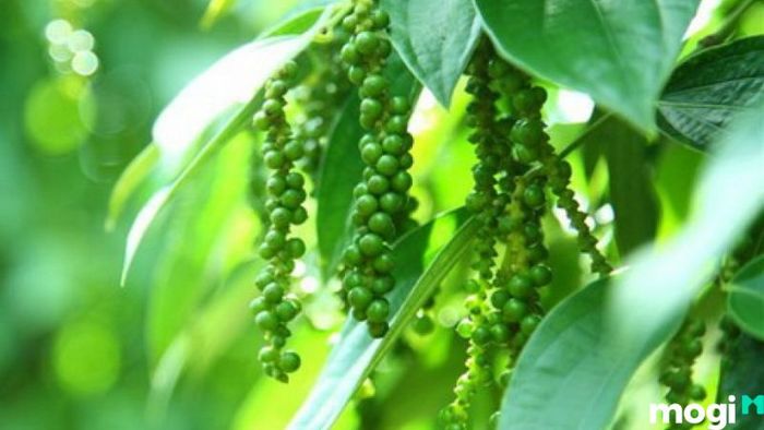 Vườn tiêu Phú Quốc