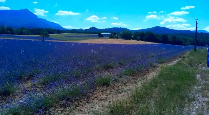 The lavender fields along the way offered a glimpse of the aromatic experience that inspired Albert Van Limbergen to pedal all the way to southern France.