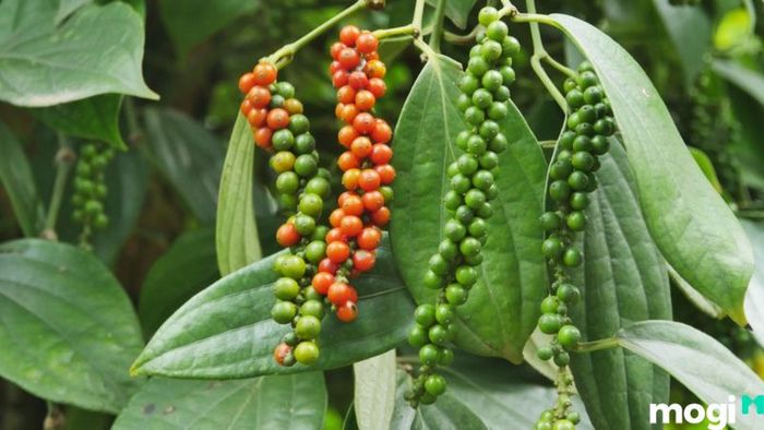 Vườn tiêu Phú Quốc