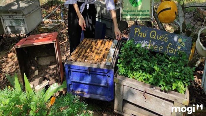 Phú Quốc có gì hay ho?