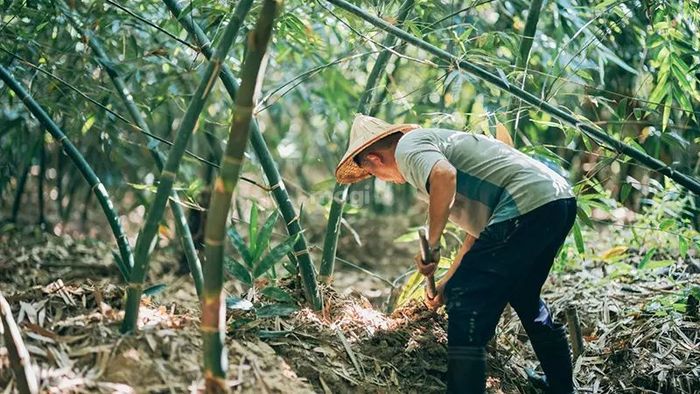 Những điều cần lưu ý khi trồng cây tre để thu hút may mắn