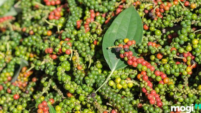 Vườn tiêu Phú Quốc