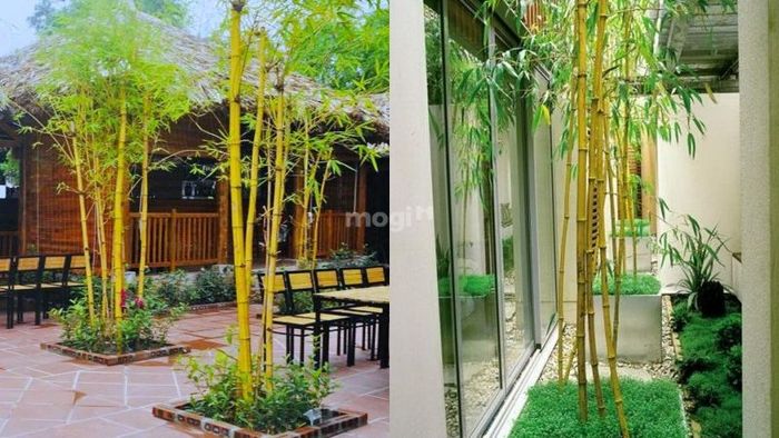 Việc cân bằng các yếu tố ngũ hành sẽ giúp cây tre phát triển mạnh mẽ, đồng thời tạo ra năng lượng tích cực cho gia đình, mang lại sự thịnh vượng và hạnh phúc.