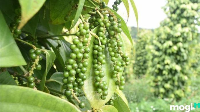 Vườn tiêu Phú Quốc