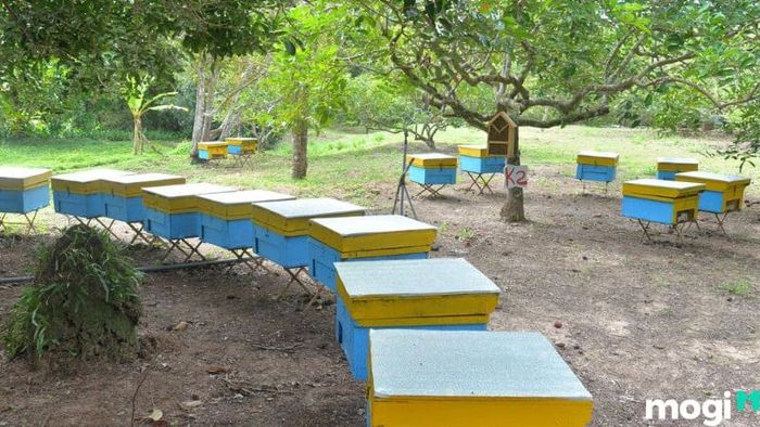 Trại Ong Phú Quốc