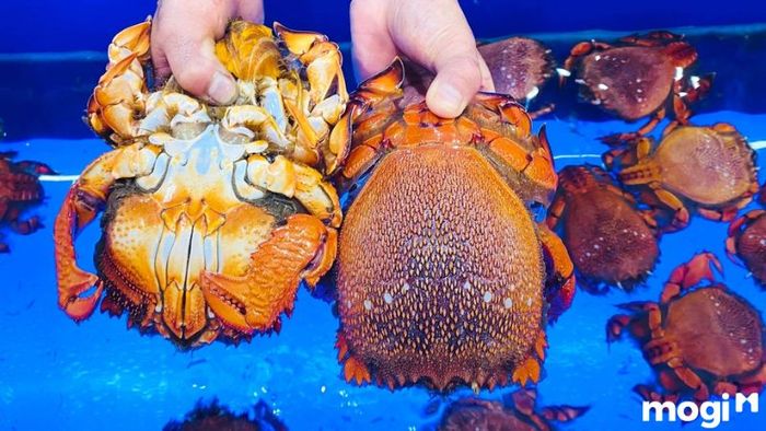 phú quốc có gì chơi