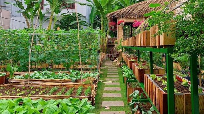 Trồng rau tại nhà không chỉ giúp bạn có nguồn nguyên liệu tươi ngon mà còn tiết kiệm đáng kể chi phí mua sắm. – Nguồn: Internet