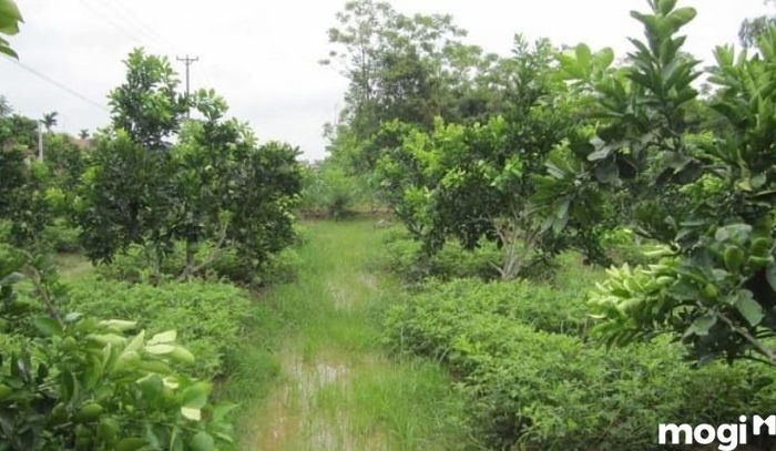 Đất nằm trong diện cấm giao dịch.
