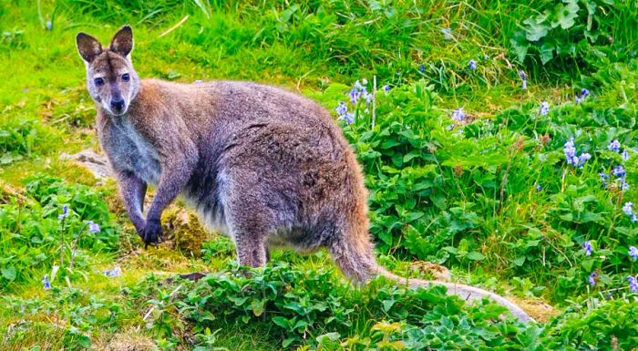 Wallabies in Ireland? You can find them on Lambay Island.