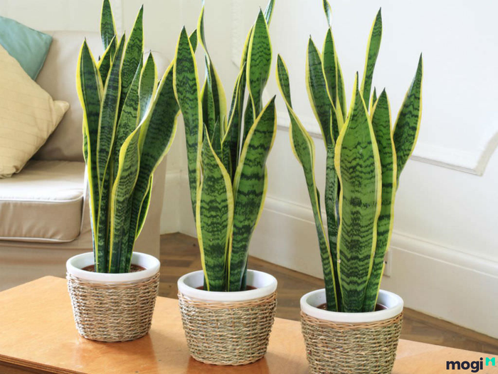 Các loại cây nên trồng trong nhà vệ sinh – Hình ảnh 1