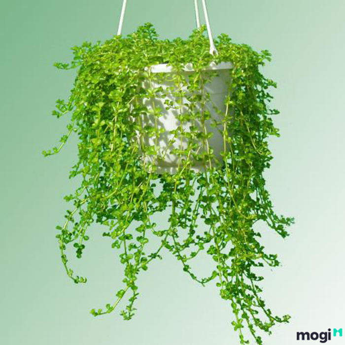 Các loại cây nên trồng trong nhà vệ sinh – Hình ảnh 6