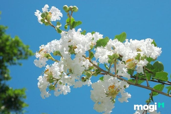 Tặng hoa tường vi cho thầy cô trong ngày Nhà giáo Việt Nam là một lựa chọn vô cùng ý nghĩa, thể hiện sự kính trọng và tình cảm sâu sắc của học trò.