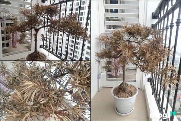 Không để cây cối héo hoặc chết trong không gian sống