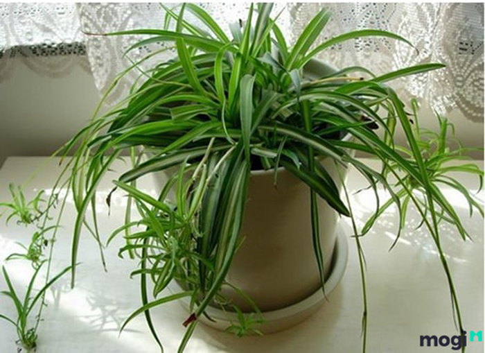 Các loại cây nên trồng trong nhà vệ sinh – Hình ảnh 5