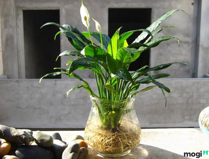 Các loại cây nên trồng trong nhà vệ sinh – Hình ảnh 3